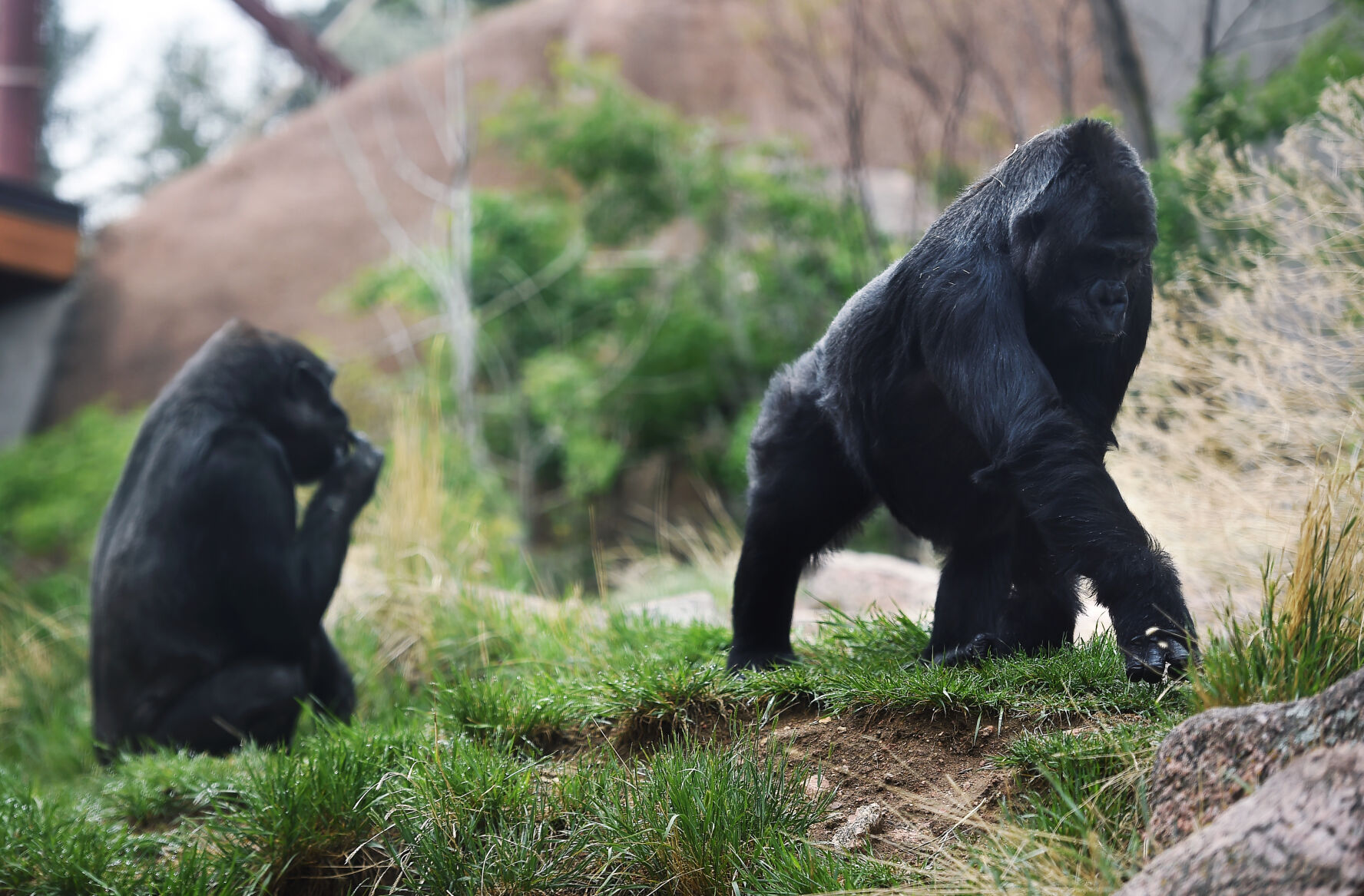 061222-life-gorilla 03.JPG